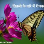 About butterfly in hindi information | तितली के बारे में रोचक तथ्य