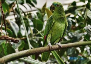 About Parrot in hindi | तोते के बारे में जानकारी हिंदी में [ 20 रोचक तथ्य ]