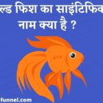 Goldfish Ka Scientific Naam Kya Hai - गोल्ड फिश का साइंटिफिक नाम क्या है ?
