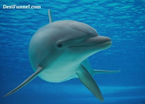 डॉल्फिन की फोटो या चित्र, वैज्ञानिक नाम क्या है ?  Dolphin ka Scientific Name