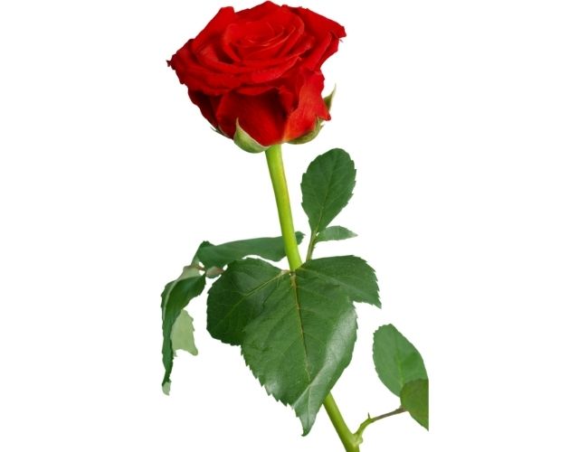 गुलाब का वैज्ञानिक नाम क्या है? - Rose ka scientific/vaigyanik name