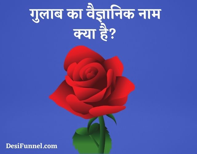 गुलाब का वैज्ञानिक नाम क्या है? - Rose ka scientific/vaigyanik name
